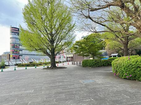 上野恩賜公園 台東区 公共施設 上野恩賜公園 台東区 公共施設 上野恩賜公園,上野公園,台東区の写真素材