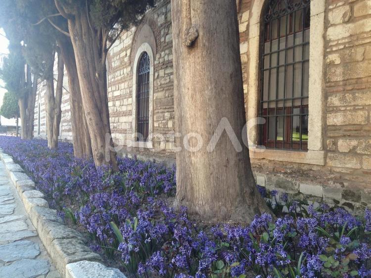 トルコの街路樹 街路樹,木,花壇の写真素材