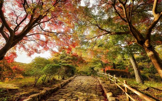 紅葉と小径のある風景 紅葉,楓,秋の写真素材