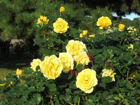 ひたち海浜公園の秋バラ ひたち海浜公園の秋バラ 秋バラ,薔薇,花の写真素材
