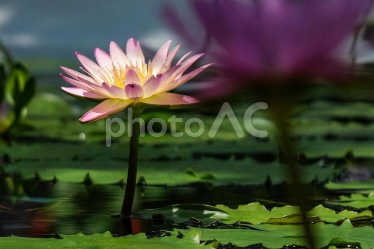 睡蓮が咲く池 睡蓮,夏,自然の写真素材