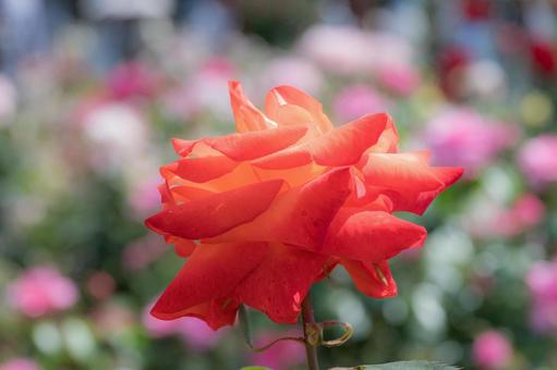 やさしいオレンジの薔薇 薔薇,ローズ,ローズガーデンの写真素材