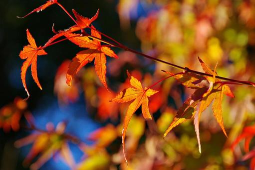 陽射しの中のイロハモミジ 陽射しの中のイロハモミジ イロハモミジ,紅葉,葉の写真素材