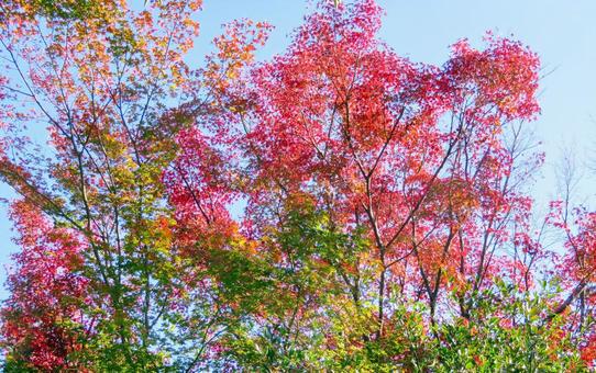 鮮やかなもみじの紅葉 紅葉,もみじ,もみじの木の写真素材