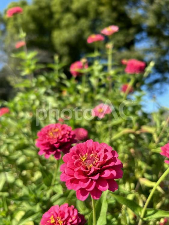 真っ赤なジニアのクローズアップ ジニア,百日草,花の写真素材