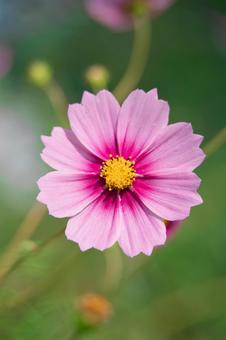 コスモス コスモス,花,ガーデニングの写真素材