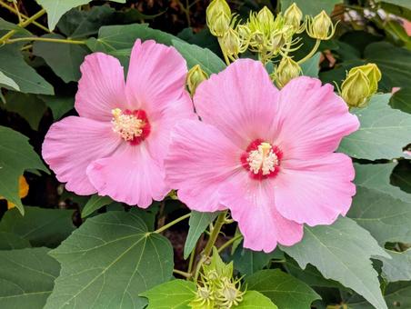 可憐な芙蓉の花（ピンク） 芙蓉の花,フヨウ,秋の写真素材