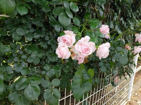 ばら ばら 薔薇,花,6月の写真素材