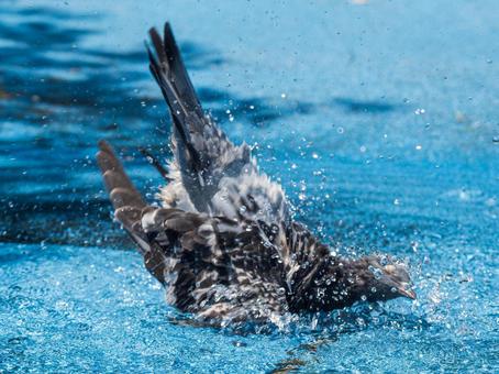 ハトの水浴び ハトの水浴び 水浴び,ハト,鳥の写真素材