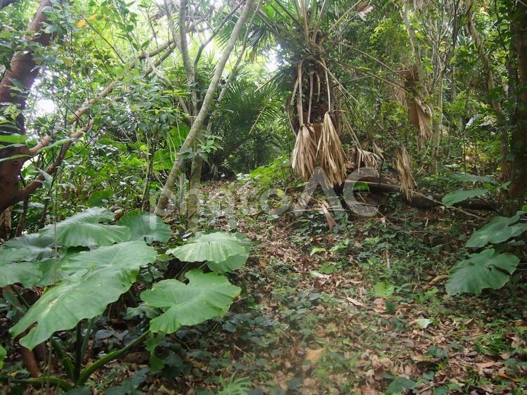 沖縄　やんばる　亜熱帯の森 沖縄,やんばる,亜熱帯の森の写真素材
