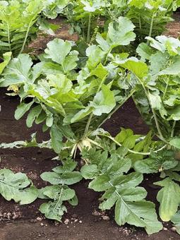 大根 大根,家庭菜園,栽培の写真素材