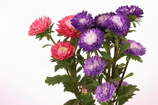 アスター菊 アスター菊の写真