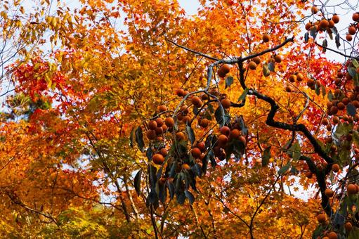 紅葉風景 紅葉風景,紅葉,箕面の写真素材