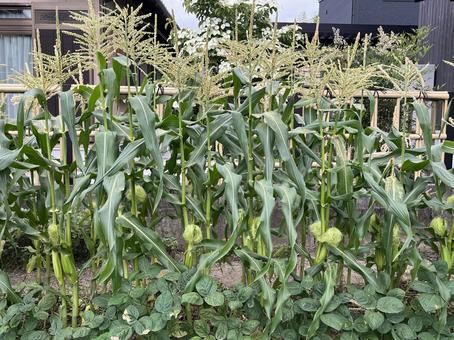 とうもろこし畑 とうもろこし,畑,野菜の写真素材