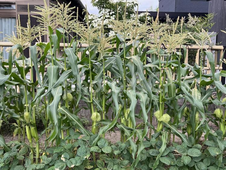 とうもろこし畑 とうもろこし,畑,野菜の写真素材