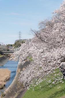 川辺の桜の写真