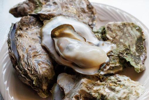Photo, oyster, shell, seafood, 
