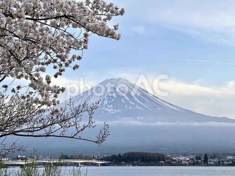 河口湖と桜と富士山 富士山,桜,自然の写真素材