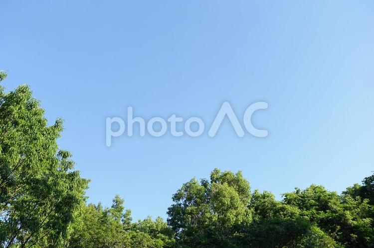 青空に映える緑の樹木 青空,新緑,緑の写真素材