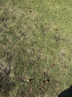 芝生 自然,風景,広場の写真素材