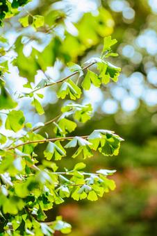 緑のイチョウの写真