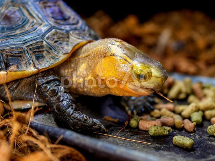 餌を食べるセマルハコガメ セマルハコガメ,ハコガメ,カメの写真素材