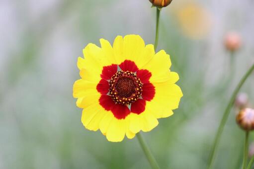 はな はなの写真