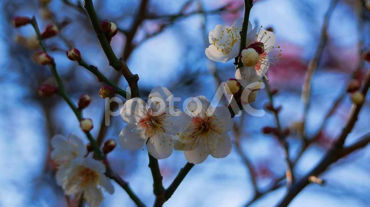 青空と爽やかな白梅 白梅,梅,白の写真素材