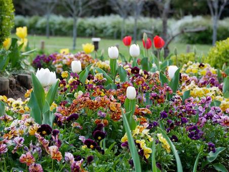 Tulips, JPG Tulips, JPG