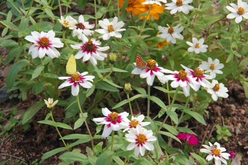 百日草の蜜を吸う蝶々達の写真