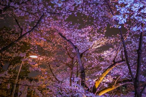 六本木の桜と広がる枝 六本木の桜と広がる枝の写真