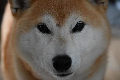 こちらを見る愛しの柴犬 こちらを見る愛しの柴犬の写真