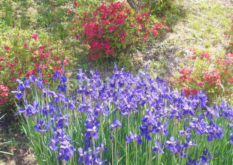 菖蒲とツツジの花咲く 菖蒲,ショウブ,しょうぶの写真素材
