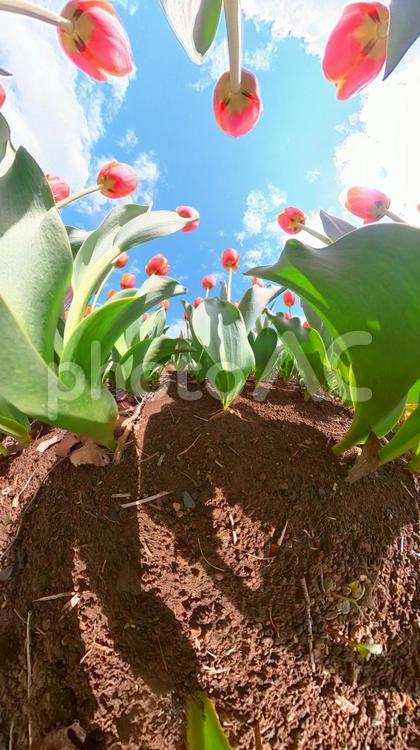 チューリップ花壇の地面から青空を見上げる チューリップ,畑,地面の写真素材