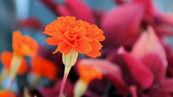 鮮やかなオレンジ色のマリーゴールド 鮮やかなオレンジ色のマリーゴールドの写真