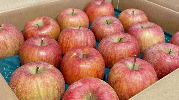 食べ物NM26 食べ物,果物,くだものの写真素材