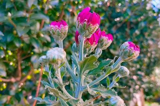 菊のつぼみ-1/3 菊,キク,つぼみの写真素材