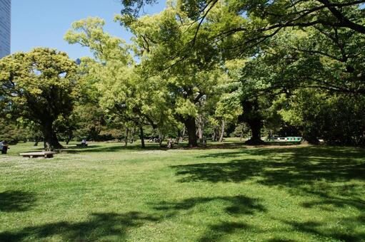 浜離宮 浜離宮,公園,樹木の写真素材