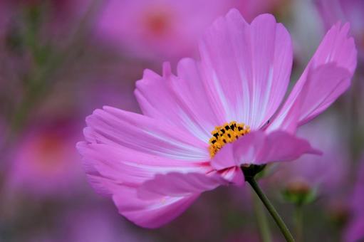 A single cosmos flower, JPG