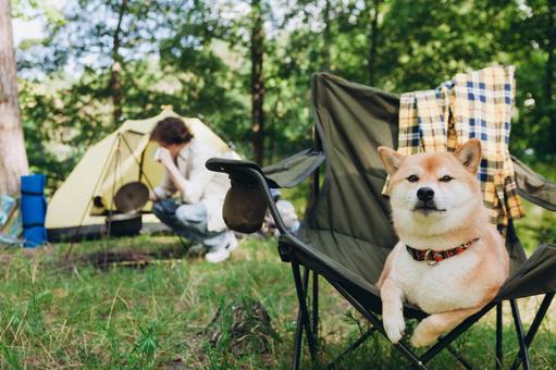 テント前に座る犬 犬,チェア,座るの写真素材