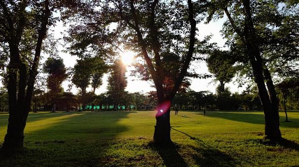 夏の公園6 夏の公園6 夕陽,木漏れ日,木の写真素材
