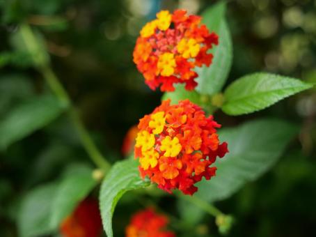 ランタナ　ホットレッドの写真