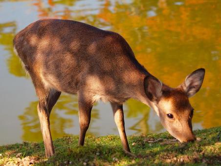 紅葉の映る鏡池の岸にいる鹿3の写真