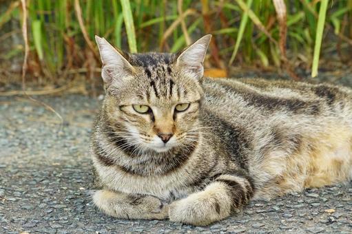 ねこ ねこの写真