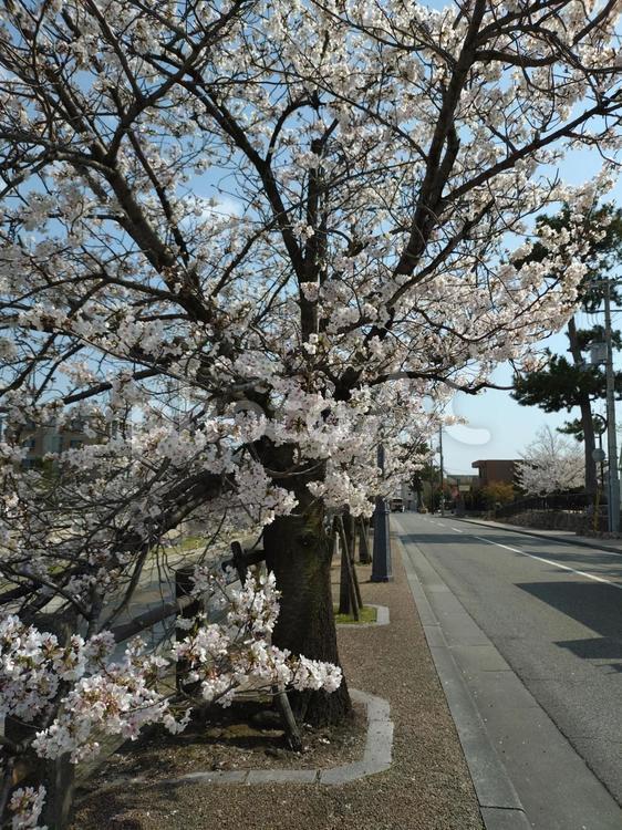 桜並木 桜並木,桜,春の写真素材