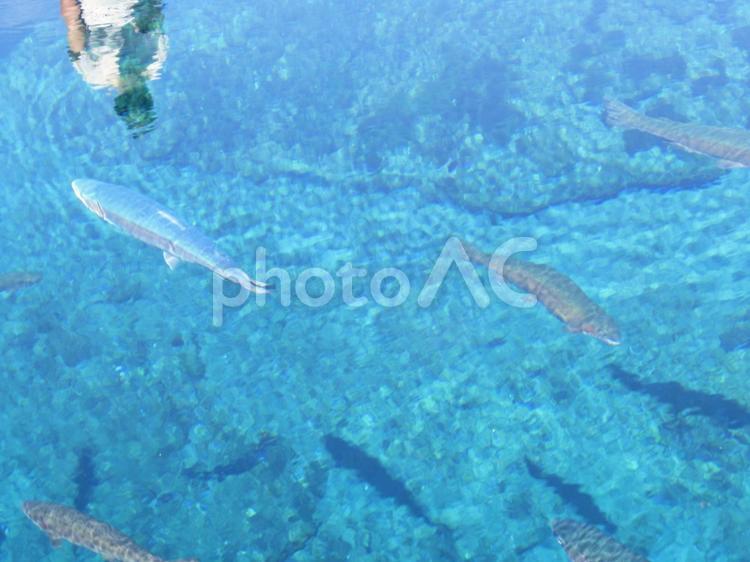 富士山麓、忍野八海の風景 忍野八海,中池,湧水群の写真素材