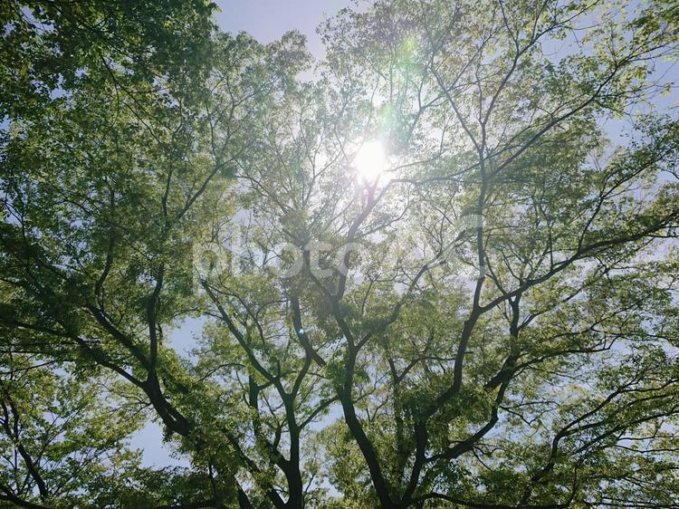 光が差し込む木 自然,太陽,木の写真素材