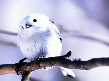 可愛い野鳥のシマエナガ 可愛い野鳥のシマエナガ 鳥,小鳥,冬の写真素材