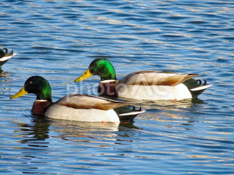 川で泳ぐ2羽のマガモのオス マガモ,真鴨,まがもの写真素材