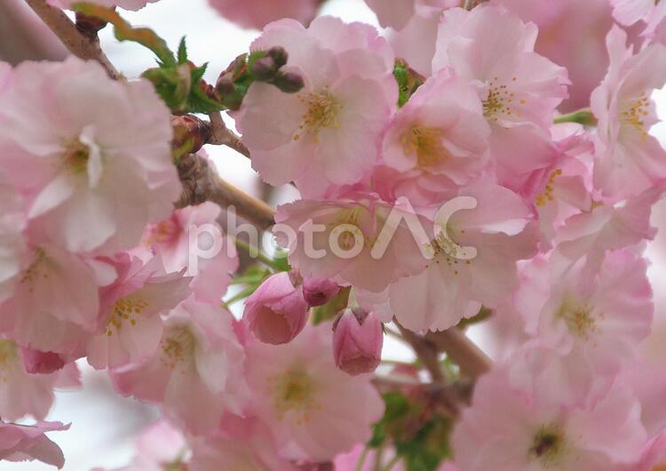 背景が美しい桜 サクラ,ピンク,春の写真素材
